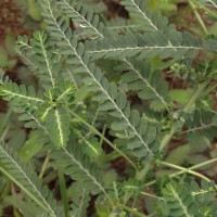 Phyllanthus amarus Schumach. & Thonn.